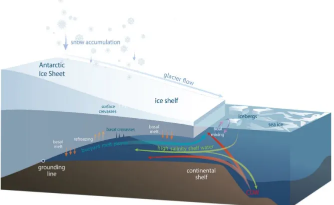 Figure 3: Sketch of an ice shelf with its state driving processes (modified after Padman et al., 2018)