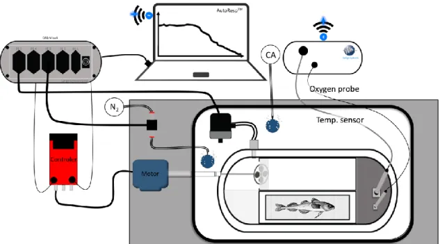Figure 8  Schematic  construction  of  the  swim  tunnel  A  four-channel  oxygen  meter  (Loligo  systems ApS, Denmark, Witrox 4 oxygen meter for mini sensors) detects the ambient oxygen in the  swim  tunnel  as  well  as  temperature,  sending  the  data