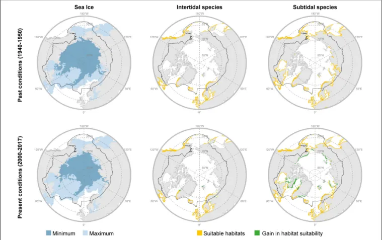 FIGURE 6 | Sea ice conditions and suitable habitat areas for intertidal and subtidal macroalgae predicted for the past (period 1940–1950) and the present (period 2000–2017) in terms of temperature, ice conditions nutrients and salinity, not substrate condi
