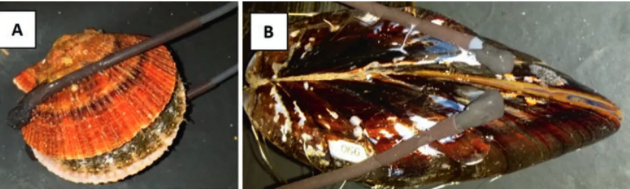 Fig. 8.6  Arctic scallop  Chlamys islandica (a) and the blue mussel Mytilus edulis (b) equipped  with lightweight electrodes of the high-frequency, non-invasive (HFNI) valvometer biosensor to  record valve activity behaviour