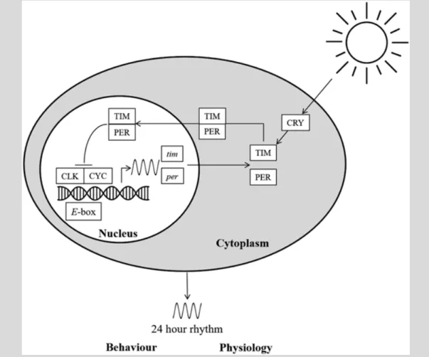 Fig. 8.9  Simplified  Drosophila circadian clock showing molecular interactions of clock  genes and proteins