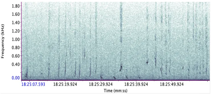 Figure  2:  humpback  whale  downsweep.  Due  to  the  presence  of  other  characteristic  humpback  whale  vocalizations (CT3), it can be assumed that in this case the down-sweeps are produced by humpback whales