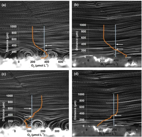 Figure 2.  Pathline image and oxygen profiles of the coral Porites lutea under active (a,c) and arrested (b,d) cilia  activity as well as under light (a,b) and dark (c,d) conditions