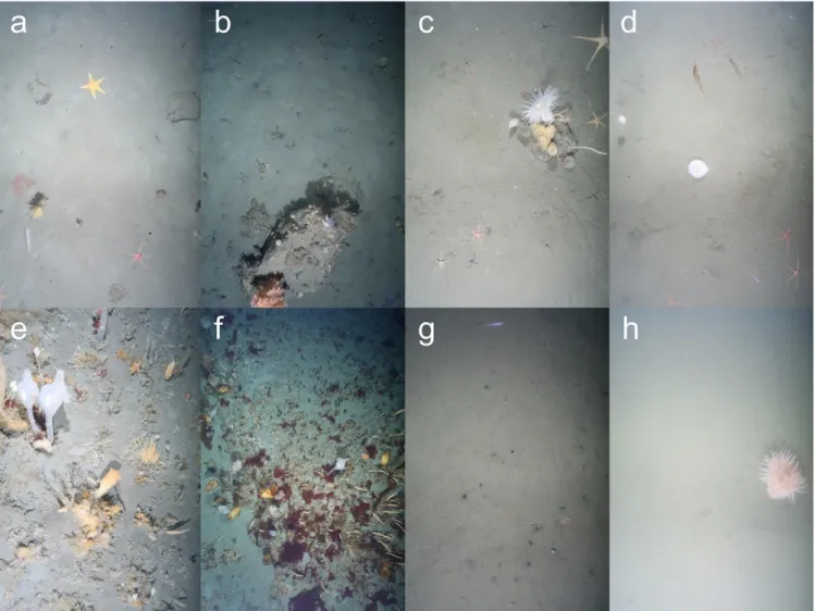 Figure 3: Typical seafloor images collected from each of the OFOBS surveys made of the Weddell Sea seafloor during RV  Polarstern cruise PS118