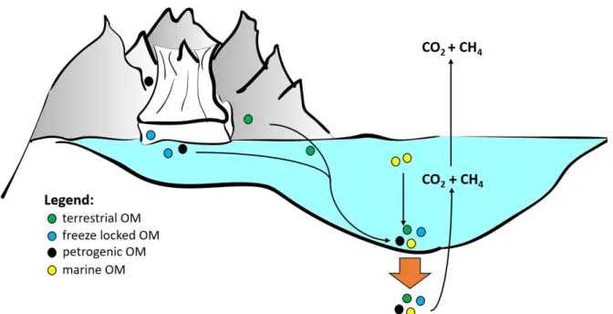 Figure  3:  Scheme  of  possible  organic  matter  sources,  their  transport  and  sedimentation  to  the  ocean/fjord  floor  and  subsequently into the sediment (brown arrow)