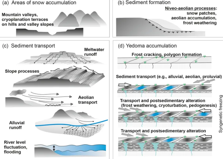 Figure 7. The polygenetic origin of Yedoma Ice Complex including (a) primary accumulation areas, (b) sediment formation, (c) sediment transport, and (d) accumulation including postsedimentary alteration (modified after Schirrmeister et al., 2013).