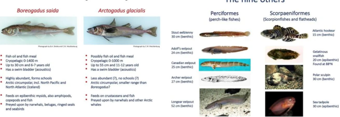 Figure 3.1. Fish species recorded in the CAO according to FiSCAO (2017). Boreogadus saida and  Arctogadus glacialis are the two fish species recorded in the CAO that may be of commercial  interest