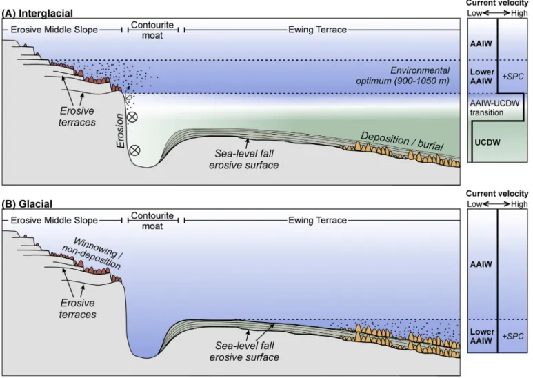 Fig. 4D con ﬁ rms that coral mounds are not only signi ﬁ cantly in ﬂ uenced by bottom currents but in turn also modify the local current regime, aﬀecting deposition and erosion in their vicinity (Van Rooij et al., 2003;