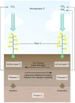 Figure 1: Permafrost Ccycle (Schuur et al. 2015). When the temperatures rise, the ALT increases and Cis released into the atmosphere.