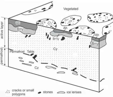 Figure 3: Schematic showing a non-sorted soil profile with broken cryotur- cryotur-bated soil horizons (y), strongly indurated B-horizons (m), accumulated organic matter at surface (h) and accumulated solubles in the C-horizon (z)(Margesin 2009)