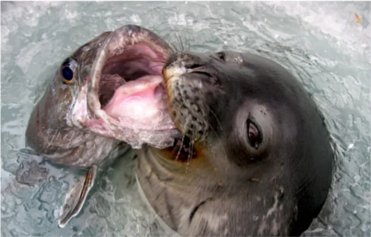 Abb. 2: Weddellrobbe mit gefangenem Antarktischen  Seehecht ( Dissostichus mawsoni )