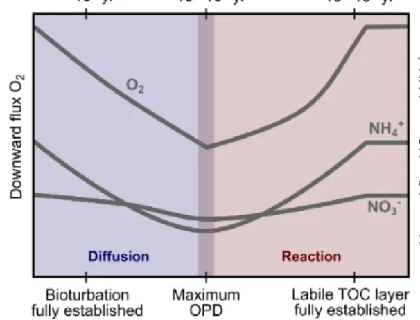 Figure 8. Conceptual model for time-dependent pore-water fluxes of oxygen (O 2 ), nitrate (NO − 3 ) and ammonia (NH +4 ) at the sediment–water interface after the removal of the upper 7–10 cm of the sediments