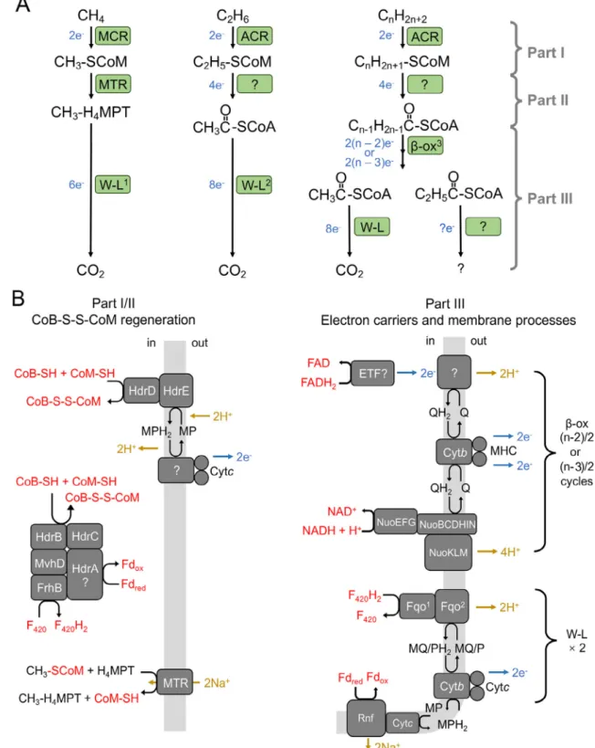 Fig 3 Pathways of alkanes oxidation and electron ﬂows in anaerobic alkane-oxidizing archaea.