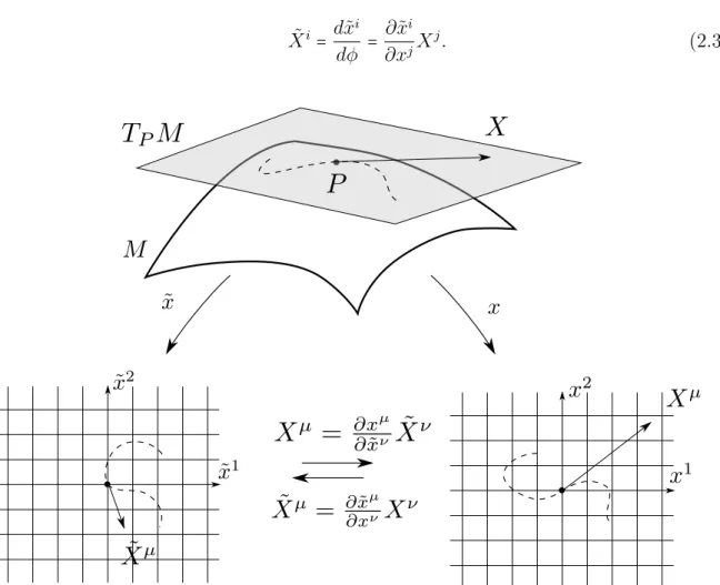 Figure 2.4: Tangent vectors are velocity vectors of curves. Their components change under a change of coordinates.