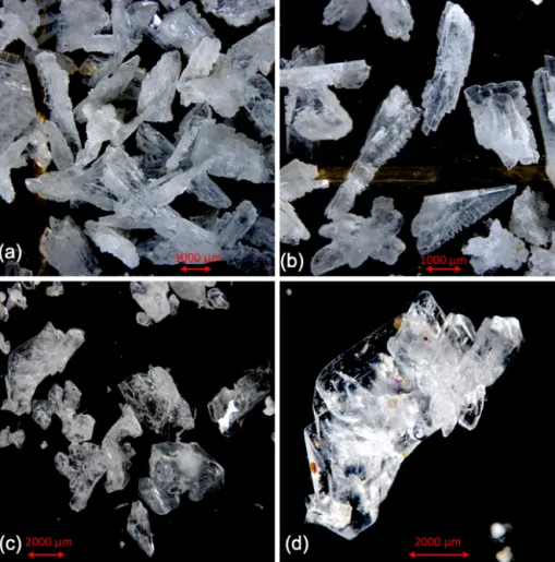 Figure 5. Comparison of cryogenic gypsum crystals collected from the water column at station PS80-2 (10 m water depth) (a, b) with crystals retrieved from an ice core collected above the ROVnet sampling area (c, d).