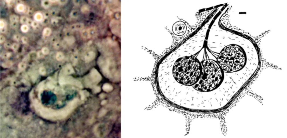 Abb. 2. Dieses ampullenartige Nervenendkörperchen wurde im  Zusammenhang mit den elektrischen Organen bei Mormyridfischen  beschrieben, Szabo, 1974