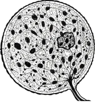 Abb. 3: In der Zeichnung wird festgehalten, dass die kleinen Nervenzellen  keine Dendriten zur Haut des Nervenendkörperchens haben