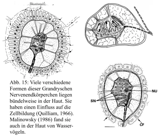 Abb. 13 und 14: Im gleichen Areal (s. Abb.1) ist auch ein Grandrysches  Nervenendkörperchen zu sehen  (Grandry, 1889)