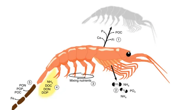 Fig. 2 Cycling of nutrients by an individual krill. When krill moult they release dissolved calcium, ﬂ uoride and phosphorous from the exoskeleton (1)