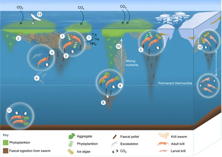 Fig. 3 Role of E. superba in biogeochemical cycles. Krill (as swarms and individuals) feed on phytoplankton at the surface (1) leaving only a proportion to sink as phytodetrital aggregates (2), which are broken up easily and may not sink below the permanen