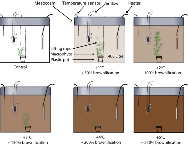 Fig. 1. Schematic diagram of experimental growth of submerged macrophyte, Chara vulgaris, along an increasing gradient of temperature and browniﬁcation.