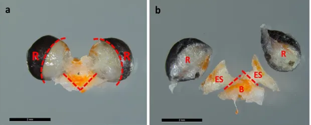 Figure 6: Separation of E. superba head and dissection of tissues – a) Exemplary brain-eyestalks- brain-eyestalks-retinae  complex