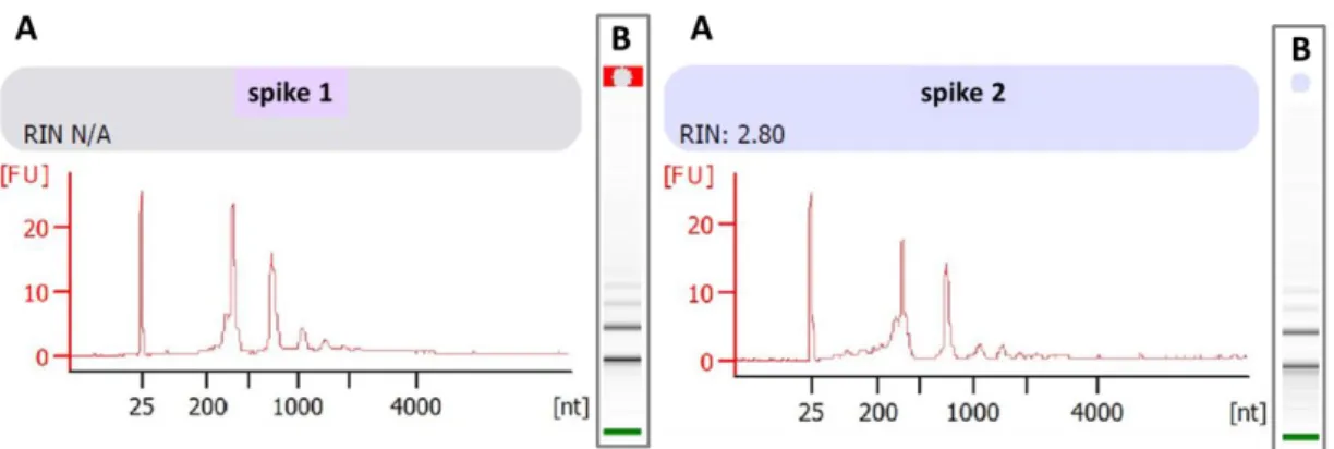 Figure  8:  Electropherogram  (A)  and  gel  (B)  of  spike  1  (left  panel)  and  2  (right  panel)  for  E