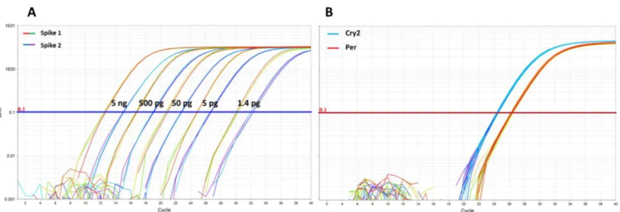 Figure 9: Amplification plots of the TaqManTM Real-Time PCR-Assay – A) Amplification plot of the  spike controls 1 and 2 with different concentrations (5 ng, 500 pg, 50 pg, 5 pg, 1.4 pg)