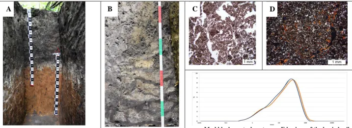 Fig. 1 A - Buried soil. Note mud blocks in the construction of the earth mound; B. mud blocks; С  – microstructure of the material from the central part of the mud block is typical for E horizons  of Retisols; D – microstructure of the cover layer of mud b