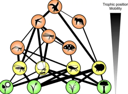 Fig. 2 A multitrophic perspective on biodiversity – ecosystem functioning research.