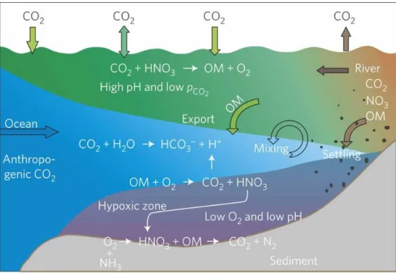Figure 3 A conceptual model for a large river plume eutrophication, subsurface water hypoxia and acidifi- acidifi-cation based on studies in the Gulf of Mexico and the East China Sea (taken from Cai et al