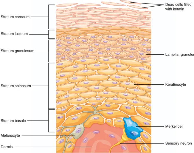 Figure  4  Schematic  diagram  of  the  structural  components  of  the  mammalian  epidermis  (taken  from  OpenStax College (2018)).