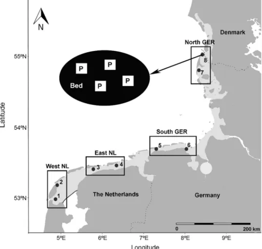 Fig. 1    Map of the eight sam- sam-pling locations (mixed beds  of Pacific oysters Magallana  gigas and blue mussels Mytilus  edulis, black dots) in four  regions (black rectangles) in the  Dutch (NL) and German (GER)  Wadden Sea (shaded light grey  area;