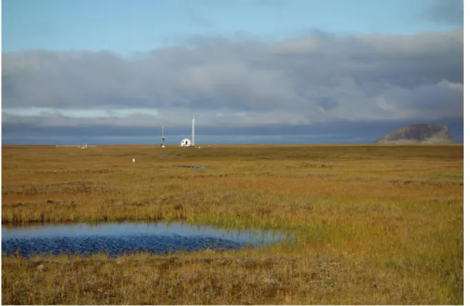 Figure 3:  A picture that shows the typical vegetation of the tundra on Samoylov (picture taken by Anne Mor- Mor-genstern)