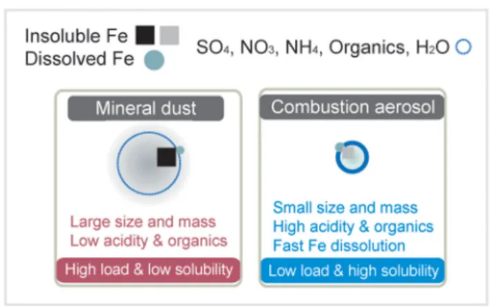 Fig. 1. Mechanisms and processes of Fe dissolution in aerosols.