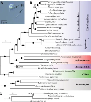 Fig. 1. Multiprotein phylogeny of Amoebophrya isolated from three separate  hosts, 15 other dinoflagellates, and 13 related eukaryotes