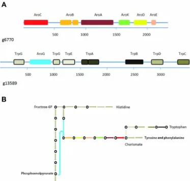 Fig. 2. Shikimate (g6770) and tryptophan (g13589) synthesis pathway multi- multi-domain genes