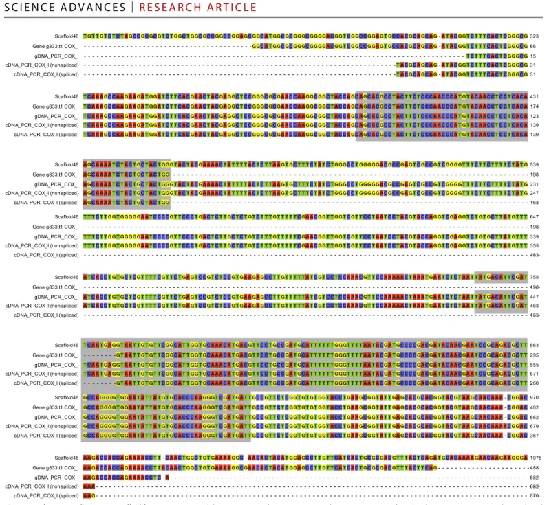 Fig. 4. CoxI fragment alignment. Scaffold fragment, gene model, gDNA PCR amplicon sequence, and cDNA sequence with and without intron sequence