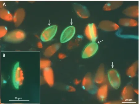 Fig. 8.2  Epifluorescence images of the benthic diatom Surirella cf. minuta from Kongsfjorden