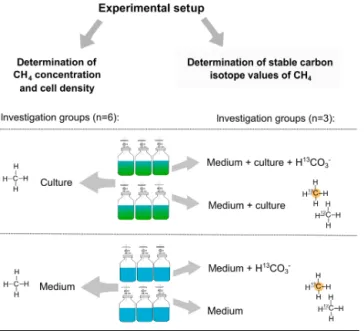 Figure 1. Experimental setup for measuring CH 4 formation by Chrysochromulina sp. and P