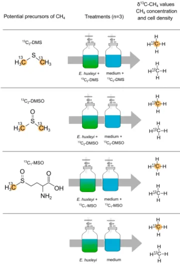 Figure 2. Experimental setup to investigate potential precursor compounds of CH 4 . Dimethyl sulfide ( 13 C 2 –DMS), dimethyl  sul-foxide ( 13 C 2 –DMSO), and methionine sulfoxide ( 13 C–MSO) were added to the vials containing either a culture of E