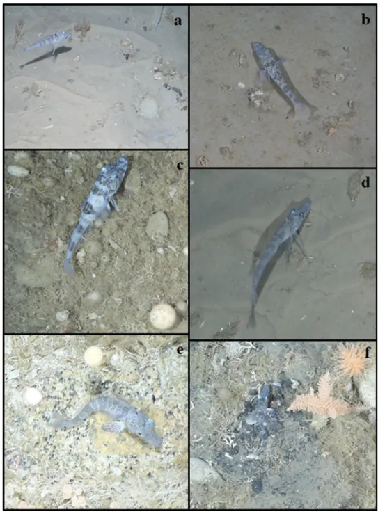 Fig. 5    Photographic images  of channichthyids from the  continental shelf of southeastern  Weddell Sea