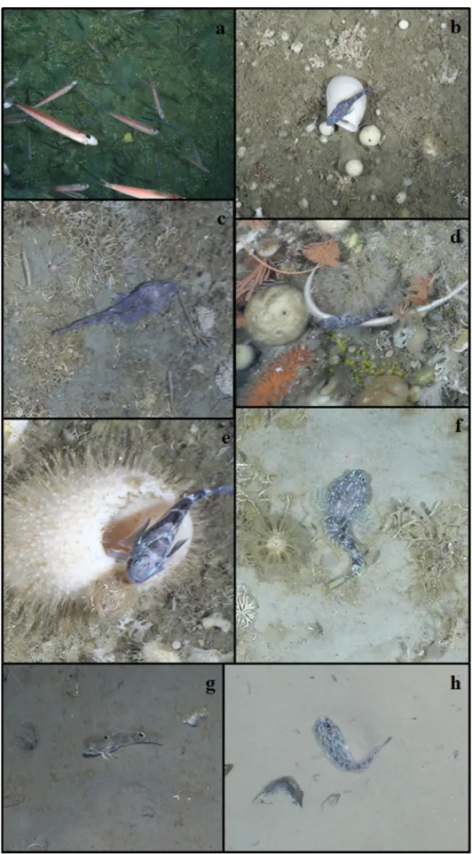 Fig. 2    Photographic images of  nototheniids from the  conti-nental shelf of southeastern  Weddell Sea