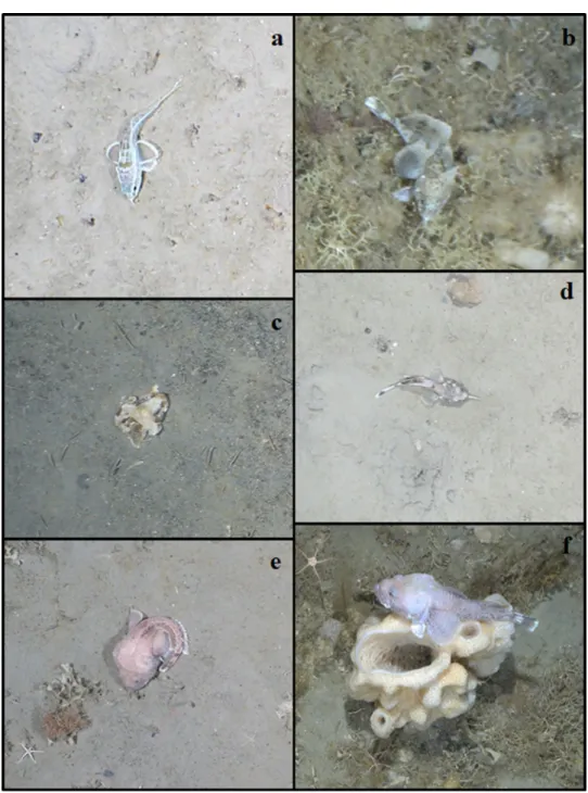 Fig. 3    Photographic images  of artedidraconids from the  continental shelf of southeastern  Weddell Sea