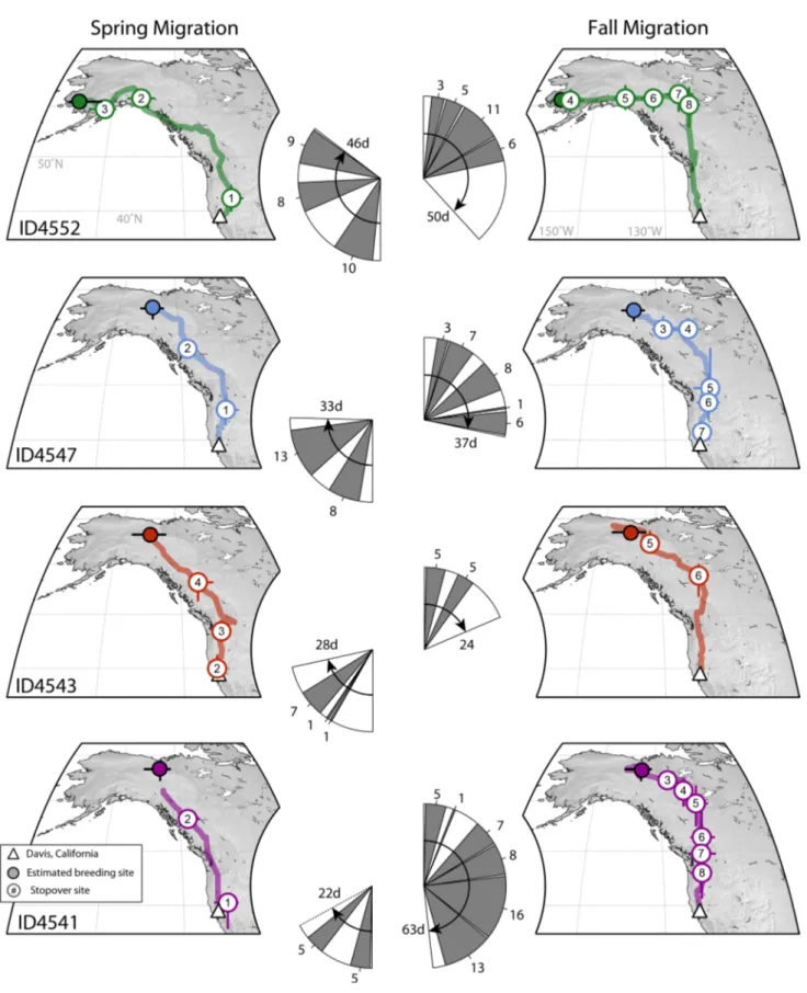 Fig. 2    Individual migration routes of four Gambel’s White-crowned  Sparrows (Z. leucophrys gambelii) along the Pacific Flyway