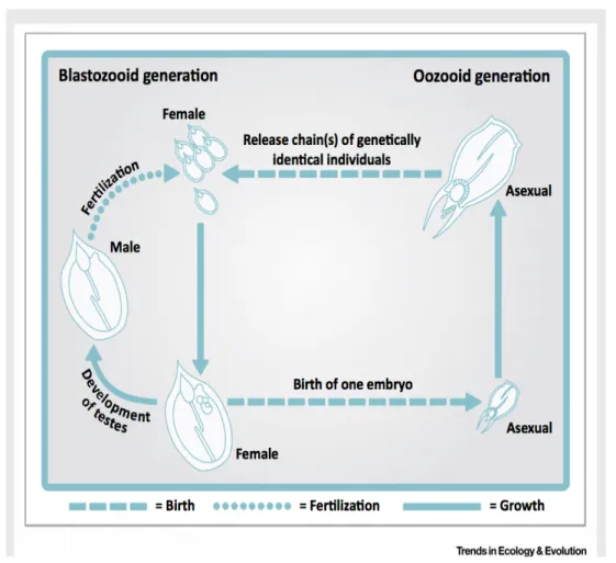 Figure 1: Life cycle of a salp (Thalia democratica), demonstrating asexual reproducing 