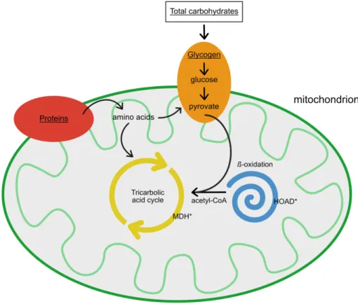 Figure 2: Pathways of metabolites from stored energy storages (underlined). * indicates  enzymes which were measured in the present study