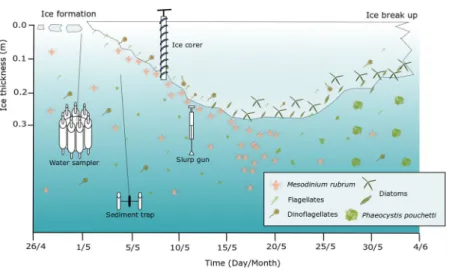 Figure 2.  Timeline of the observations of M. rubrum in YI, at the ice-water interface and the underlying water  column, with the sampling methods indicated
