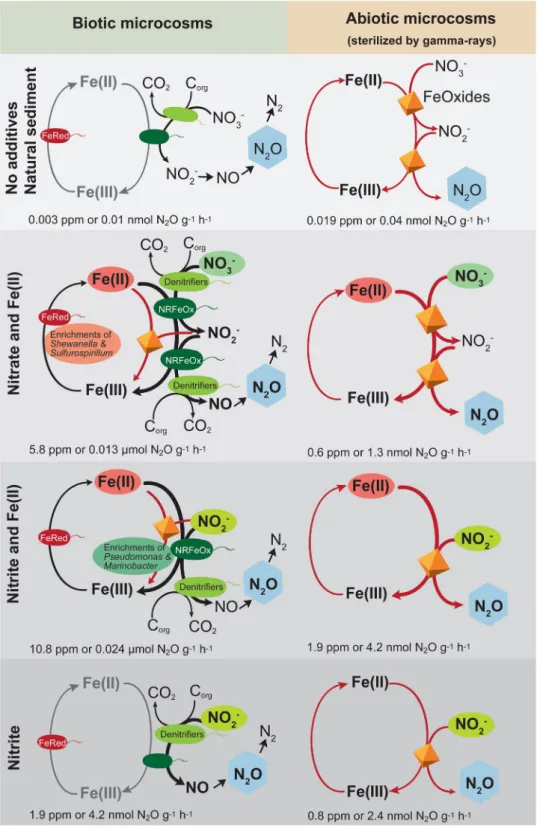 Figure 2.  Conceptual model of the influences of nitrate or nitrite on microbial Fe-cycling and N 2 O production  based on the detected N 2 O production rates [ppm g −1  h −1 ] or [nmol g −1  h −1 ]