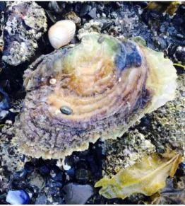 Figure  1.  The  native  European  oyster  Ostrea  edulis,  Genus  Ostrea  (flat  oysters)  (Picture  taken  by  Pogoda). 